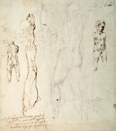 Studie des Christuskindes und eine anatomische Zeichnung mit Notizen (Schwarzkreide und braune Tinte auf Papier) (verso) von Michelangelo Buonarroti