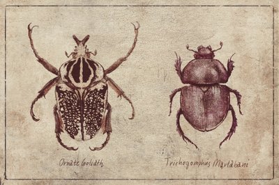 Insektenexemplare von Mike Koubou