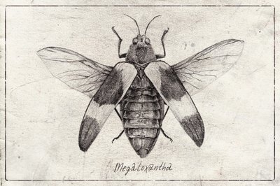 Komplexe Insektenskizze von Mike Koubou
