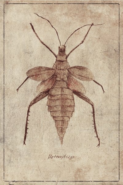 Vintage Insektenillustration von Mike Koubou