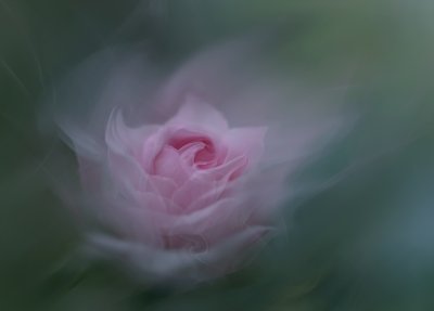 Träumende rosa Rose von Molly Fu APA
