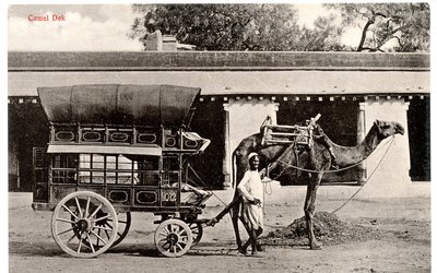 Kamel-Dak, ca. 1911-12 (Sepia-Foto) von Moorli Dhur and Sons
