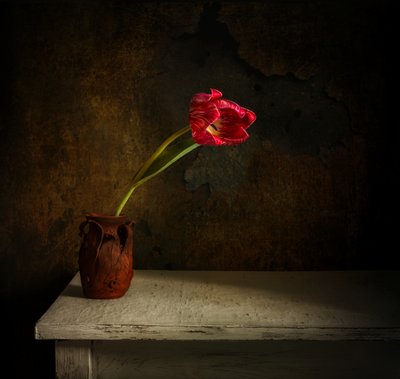 Stimmungsvolle Rote Tulpe von Mykhailo Sherman