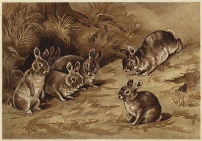 Baby-Kaninchen von N. Parker