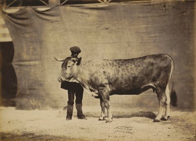 Garonnaise Kuh, 5 bis 6 Jahre alt, 1856 von Nadar Jeune (1825-1903)