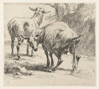 Pissendes Schaf und ein Schaf (Schafe, Animalia ad vivum delineata et aqua forti aeri impressa Studio et Arte Nicolai Berchemi) von Nicolaes Pietersz Berchem