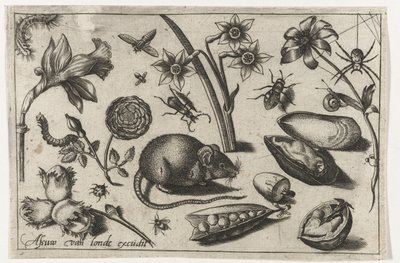 Blumen, eine Maus, Insekten und eine Muschel von Nicolaes de Bruyn (possibly)