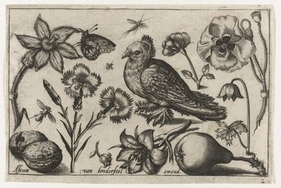 Blumen, eine Birne und eine Taube, Vögel, Blumen, Insekten etc. (Serientitel) von Nicolaes de Bruyn (possibly)