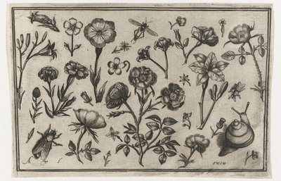 Blumen, eine Fliege und eine Schnecke von Nicolaes de Bruyn (possibly)