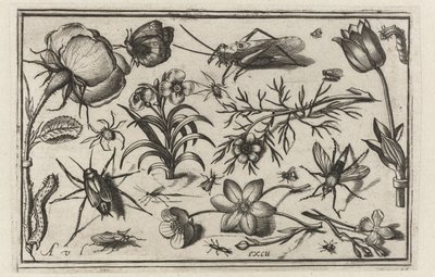 Blumen und Insekten von Nicolaes de Bruyn (possibly)