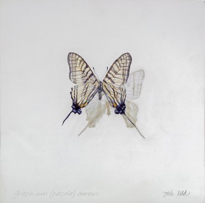 Graphium (Pazala) eurosus, 2014 von Odile Kidd