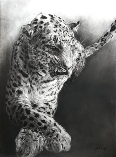 Panthera pardus 1, 2009 von Odile Kidd