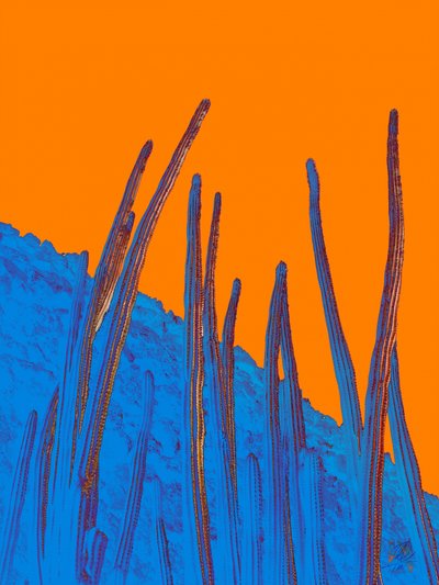 Blaue Kakteen, orangefarbener Himmel von Osvaldo Russo