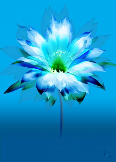 Lebhafte blaue Blüte von Osvaldo Russo