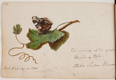 Schmetterling auf Blatt von Ottilie Pauline Horneman