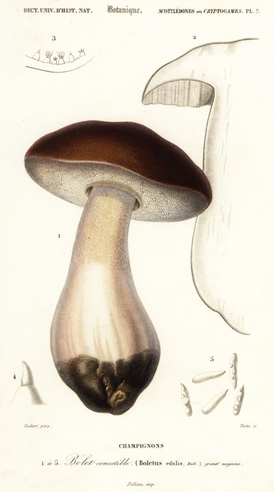 Steinpilz, Boletus edulis (Gravur) von Paul Louis Oudart