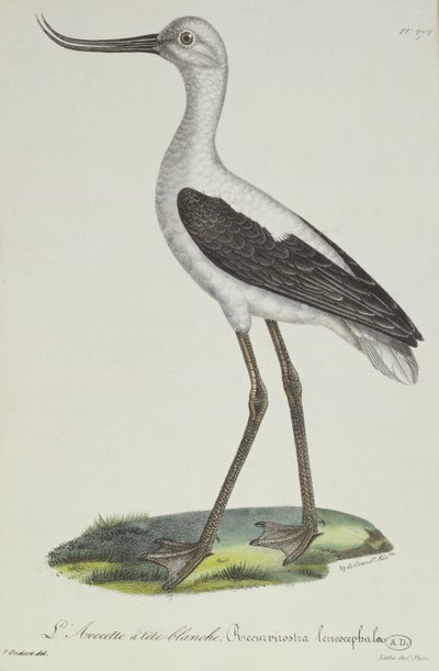 Weißkopf-Avocet, frühes 19. Jahrhundert (Farbstich) von Paul Louis Oudart