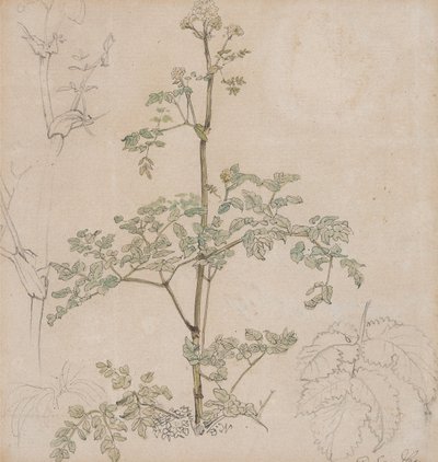Studie des Wiesenkerbels von Paul Sandby