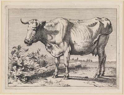Kuh mit gedrehtem Horn von Paulus Potter