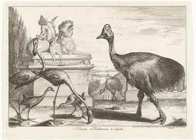 Kasuar, Purpurhuhn und Flamingos von Peeter Boel (attributed to)