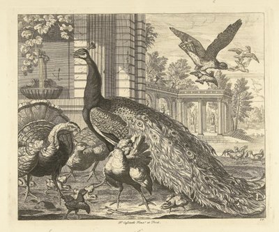 Pfau und Truthahn bei einer Gartenkolonnade (Verschiedene Vögel) von Peter Casteels (III)