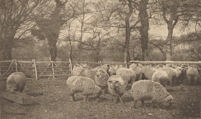 Ein herbstliches Pastorale von Peter Henry Emerson
