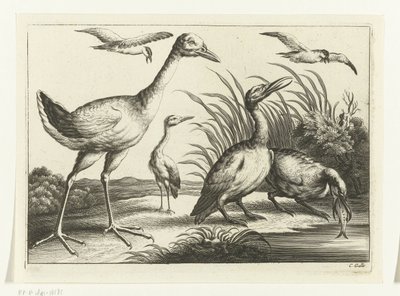 Wasservögel von Peter van Liesebetten