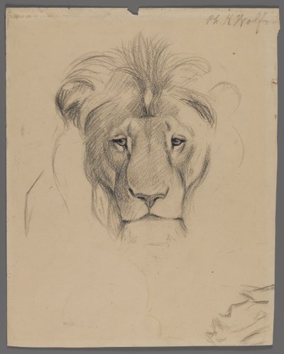 Kopf eines Löwen von Philip H. Wolfrom