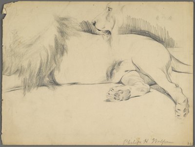 Studien eines Löwen von Philip H. Wolfrom