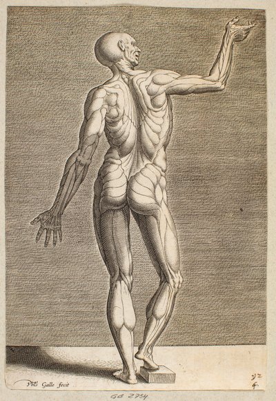 Studie einer menschlichen Figur mit freigelegten Sehnen und Muskeln, von hinten gesehen von Philips Galle