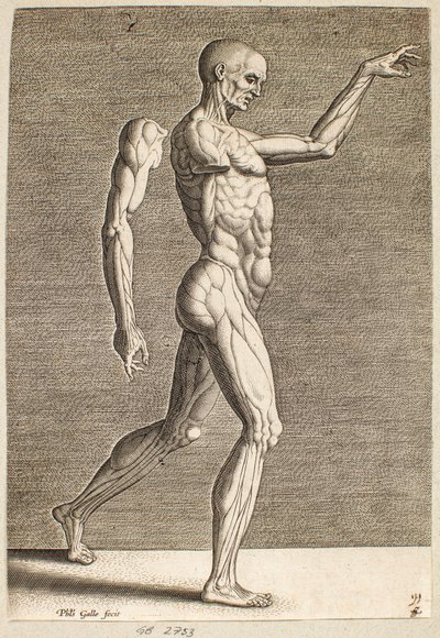 Studie einer menschlichen Figur mit freigelegten Sehnen und Muskeln, nach rechts gewandt von Philips Galle