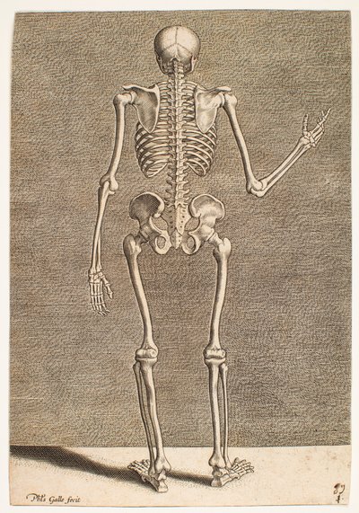 Studie eines Skeletts, von hinten gesehen von Philips Galle