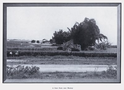 Eine Zuckerrohrfarm in der Nähe von Mackay von Photographer Australian