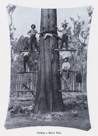 Fällen eines Karri-Baums von Photographer Australian