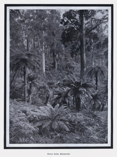 Nyora Gully, Healesville (s/w Foto) von Photographer Australian