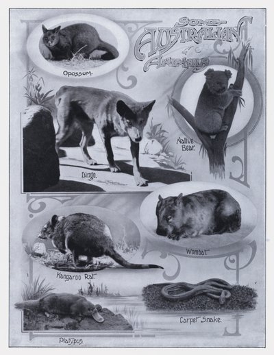 Einige australische Tiere von Photographer Australian
