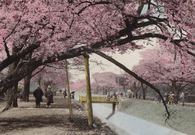 Japan, ca. 1912: Kirschblüte in Koganei, nahe Tokio von Photographer Japanese