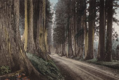 Japan, ca. 1912: Kryptomerienstraße, Nikko von Photographer Japanese