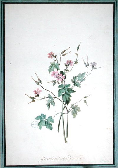 Storchschnabel (Geranium Robertianum) von Pierre Joseph Redouté