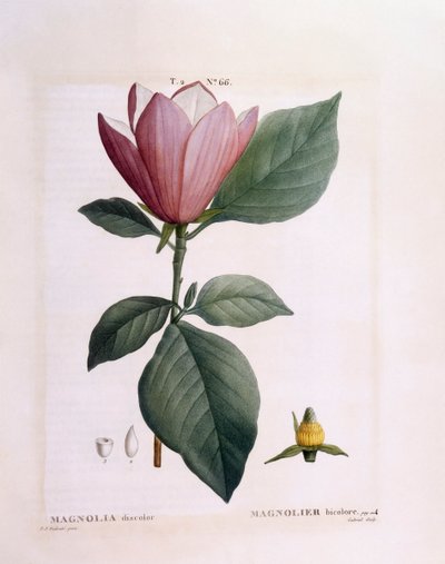 Magnolie (Magnolia discolour), botanische Tafel von Pierre Joseph Redouté von Pierre Joseph Redouté