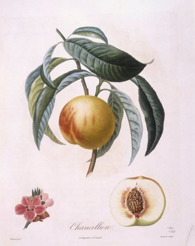Pfirsich 