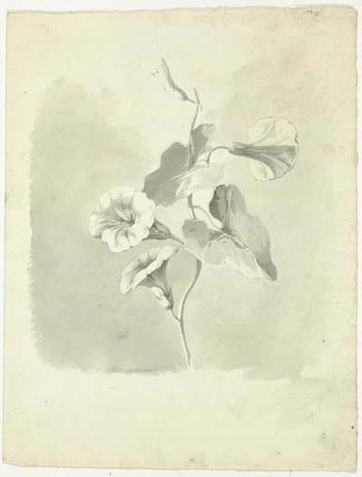 Prunkwinden von Pierre Antoine Mongin