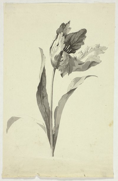 Tulpe von Pierre Antoine Mongin