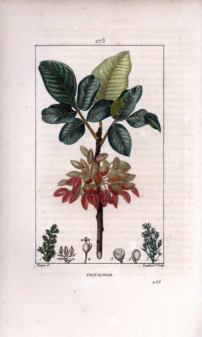 Botanik: Pistazie, Zweig und Frucht (Pistazienbaum, Pistacia vera, mit Zweig, Blättern, reifen Früchten). Handkolorierte Kupferstichgravur von Lambert Junior nach einer Zeichnung von Pierre Jean-Francois Turpin aus Chaumeton, Poiret et Chamberet