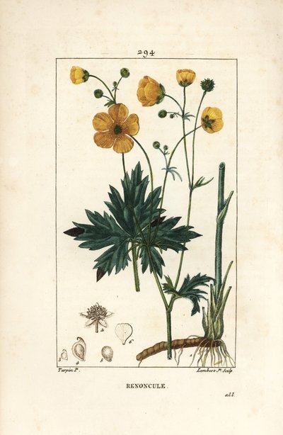Hahnenfuß - Aufrechter Hahnenfuß, Ranunculus acris, mit Blume, Blatt, Stiel und Wurzel von Pierre Jean Francois Turpin