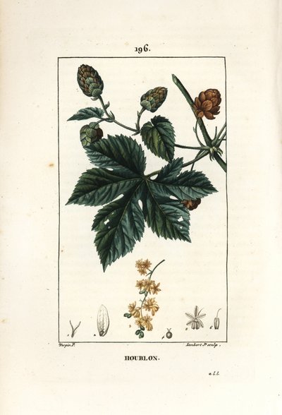 Kletterhopfen - Hopfen, Humulus lupulus von Pierre Jean Francois Turpin
