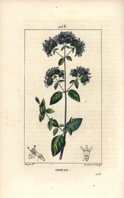 Gemeiner Oregano, auch Wilder Majoran genannt von Pierre Jean Francois Turpin