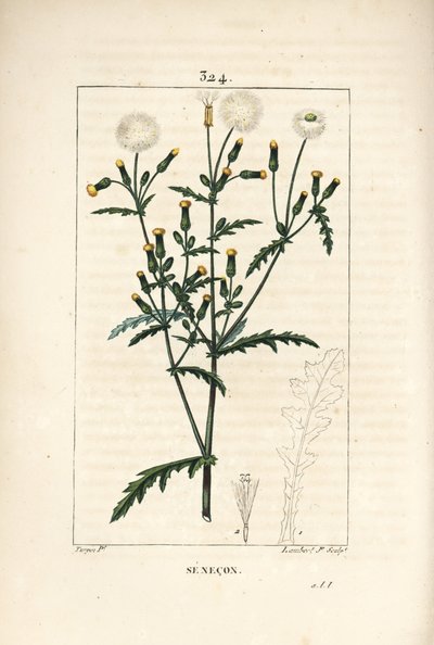 Gemeiner Greiskraut - Gemeiner Greiskraut, mit Blume, Blatt, Samen, Stängel und Blattriss von Pierre Jean Francois Turpin
