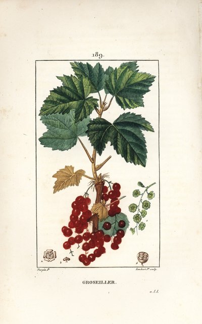 Johannisbeere - Rote Johannisbeere, Ribes rubrum, mit Blatt, Stiel, Frucht und Blume von Pierre Jean Francois Turpin