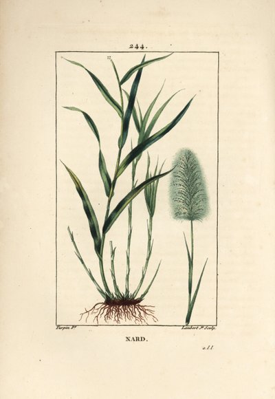 Indischer Narden - Spikenard, Andropogon nardus, mit Blatt, Wurzel und Blume von Pierre Jean Francois Turpin